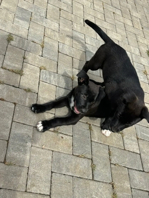 Cățeluși metis American Bully&Ciobanesc Germann - imagine 4 Cățeluși metis American Bully&Ciobanesc Germann - imagine 4