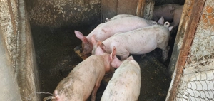 Purcei MARELE ALB 30-35 kg