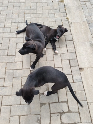 Cățeluși metis American Bully&Ciobanesc Germann - imagine 5 Cățeluși metis American Bully&Ciobanesc Germann - imagine 5