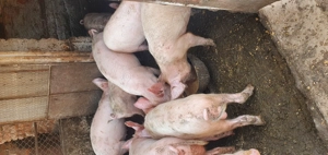 Purcei MARELE ALB 30-35 kg - imagine 4