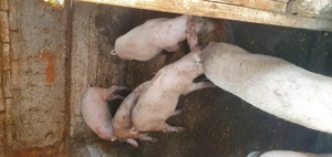 Purcei MARELE ALB 30-35 kg - imagine 3