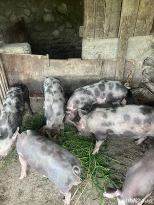 Purcei Belgieni  - imagine 4 Purcei Belgieni  - imagine 4