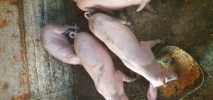 Purcei MARELE ALB 30-35 kg - imagine 5