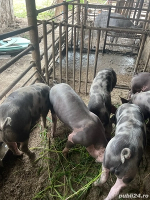 Purcei Belgieni  - imagine 3 Purcei Belgieni  - imagine 3