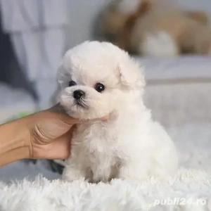 Bichon maltez mini toy  - imagine 2