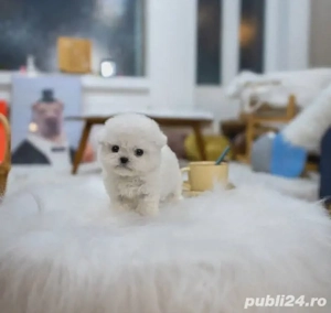 bichon maltez mini toy 