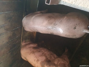 vand porci - imagine 3 vand porci - imagine 3