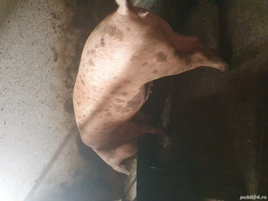 vand porci - imagine 4 vand porci - imagine 4