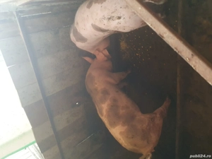 vand porci - imagine 2 vand porci - imagine 2