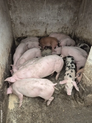 Vand grasuni castrați  - imagine 2 Vand grasuni castrați  - imagine 2