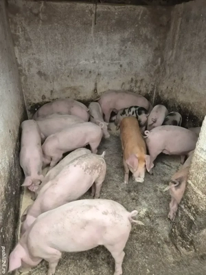 Vand grasuni castrați 