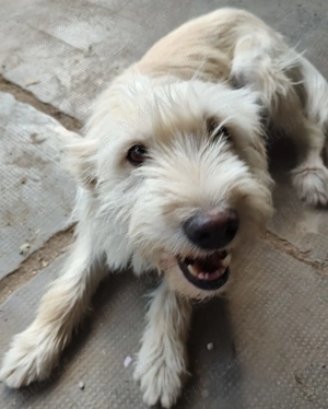 Caine spre adoptie, donez caine, adoptie responsabila