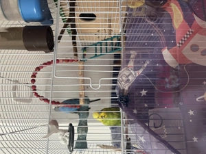 Pereche perusi femela și mascul