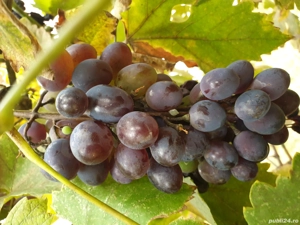 Casă de vânzare  - imagine 4