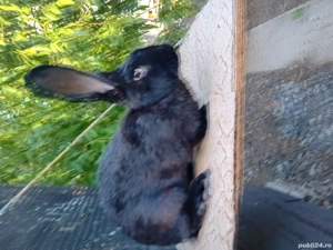 Vând iepuri  - imagine 3