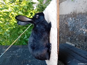 Vând iepuri  - imagine 4