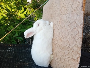 Vând iepuri  - imagine 2