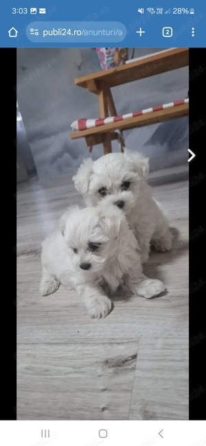 Bichon maltez 6 saptamani  - imagine 3 Bichon maltez 6 saptamani  - imagine 3
