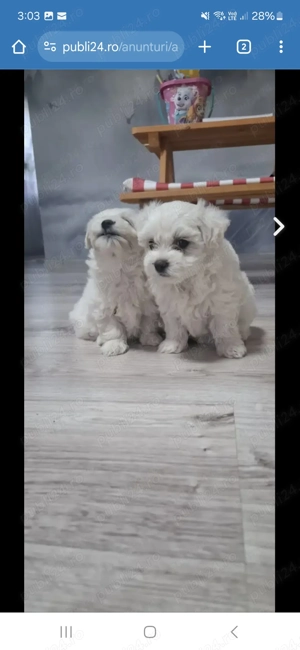 Bichon maltez 6 saptamani  - imagine 2 Bichon maltez 6 saptamani  - imagine 2