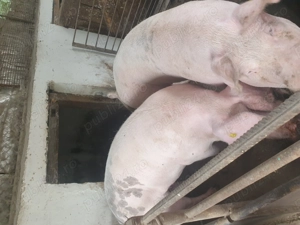 Vand porci petroman  - imagine 2