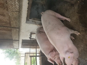 Vand porci petroman  - imagine 3