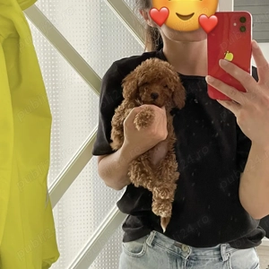 Caniche Pudel Roșu Roșcat Poodle - imagine 3