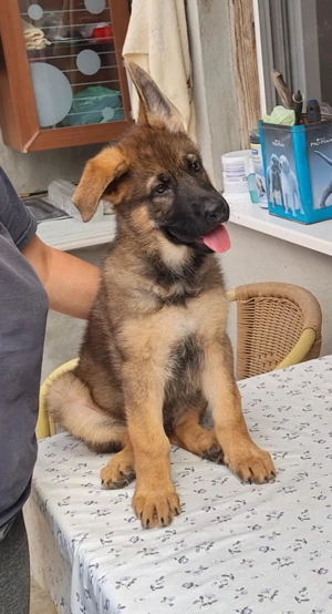 Pui ciobanesc german cu pedigree