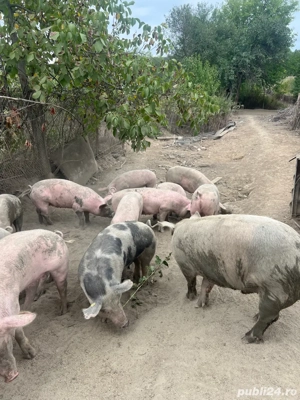 Porci de vânzare  - imagine 5 Porci de vânzare  - imagine 5