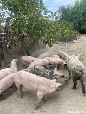 Porci de vânzare  - imagine 3 Porci de vânzare  - imagine 3