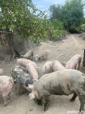 Porci de vânzare  - imagine 4 Porci de vânzare  - imagine 4