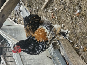 Tineret brahma portelan - imagine 2