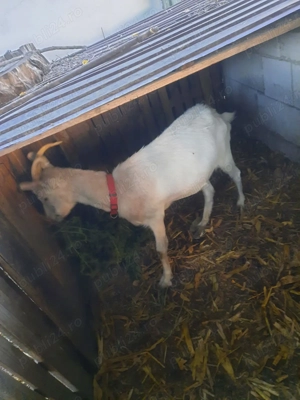 Iadă de vânzare !!! - imagine 2 Iadă de vânzare !!! - imagine 2