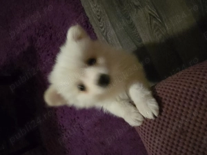 Pomeranian Spitz - imagine 2 Pomeranian Spitz - imagine 2