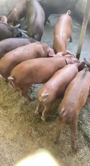 Vand purcei si purcea