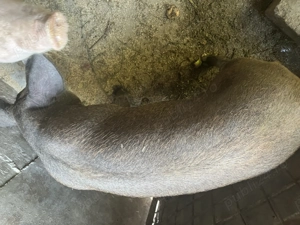 Vand purcei si purcea - imagine 3