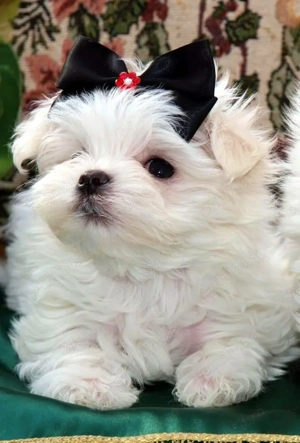 Catei Bichon Maltez Mini Toy - Cumpără în condiții de legalitate și siguranță  - imagine 5