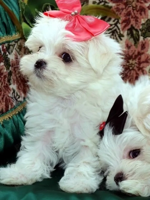 Catei Bichon Maltez Mini Toy - Cumpără în condiții de legalitate și siguranță  - imagine 4