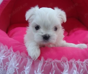 Catei Bichon Maltez Mini Toy - Cumpără în condiții de legalitate și siguranță