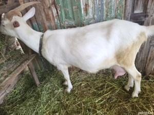 Iepuri și Capre de vînzare 