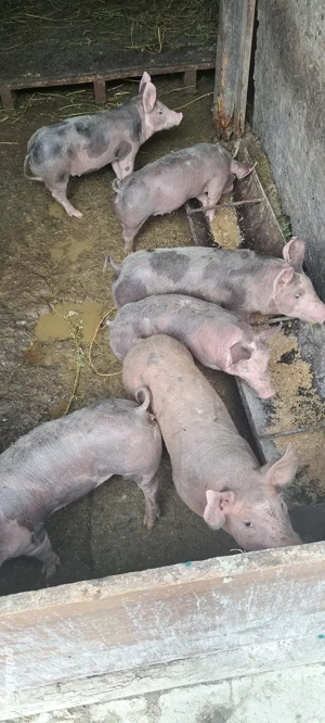 vănd purcei  - imagine 3 vănd purcei  - imagine 3