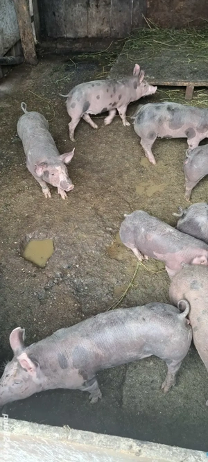 vănd purcei  - imagine 2 vănd purcei  - imagine 2