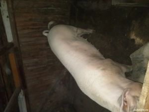 Scroafă de vânzare 