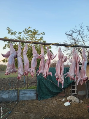 Iepuri și Capre de vînzare  - imagine 3 Iepuri și Capre de vînzare  - imagine 3