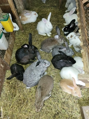 Iepuri și Capre de vînzare  - imagine 2 Iepuri și Capre de vînzare  - imagine 2