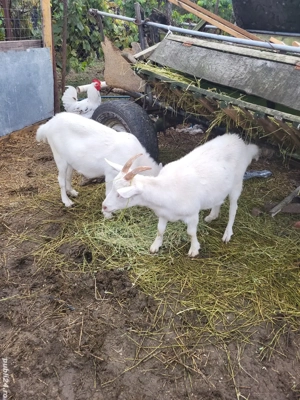 Iepuri și Capre de vînzare  - imagine 4 Iepuri și Capre de vînzare  - imagine 4