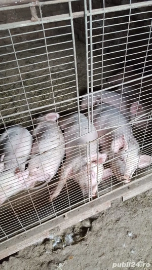 Purcei de 2 luni