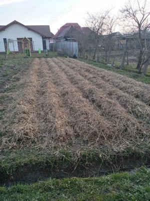 Casa 4 camere Petid,judetul Bihor - imagine 10