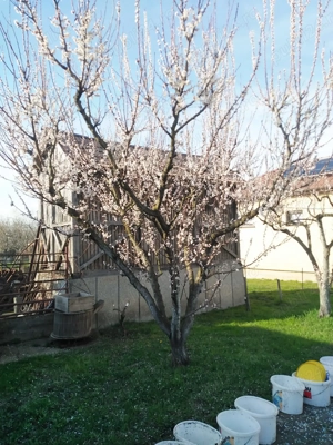 Casa 4 camere Petid,judetul Bihor - imagine 2