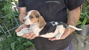 Beagle adorabili  - imagine 4 Beagle adorabili  - imagine 4