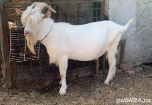 vând țap saanen  - imagine 2 vând țap saanen  - imagine 2